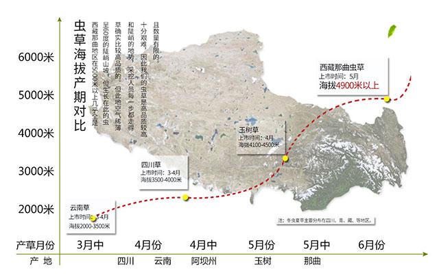 冬虫夏草功效什么中药可以代替,秋冬进补冬虫夏草