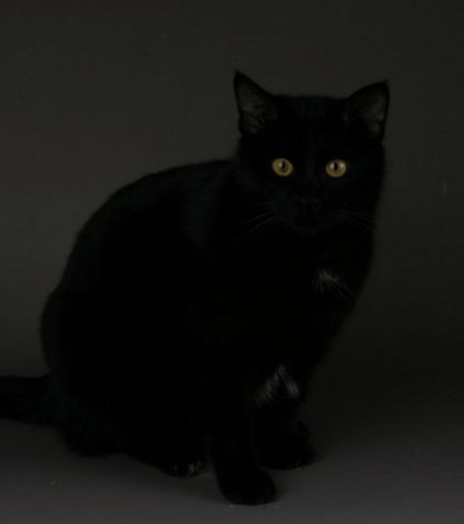 喵星人的江湖完整版,猫的江湖地位