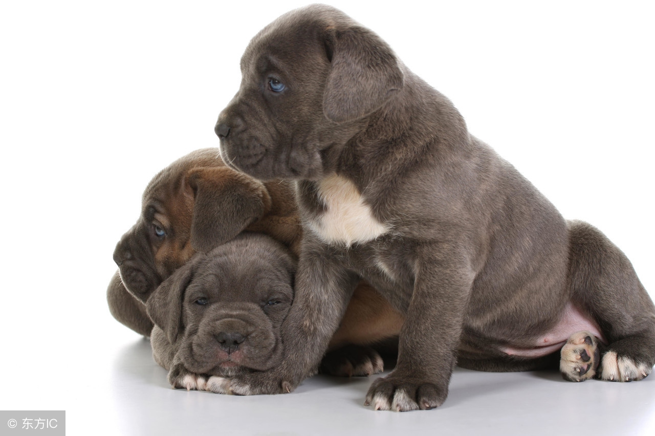 卡斯罗犬最好的颜色和体型,卡斯罗犬多大了才有攻击力