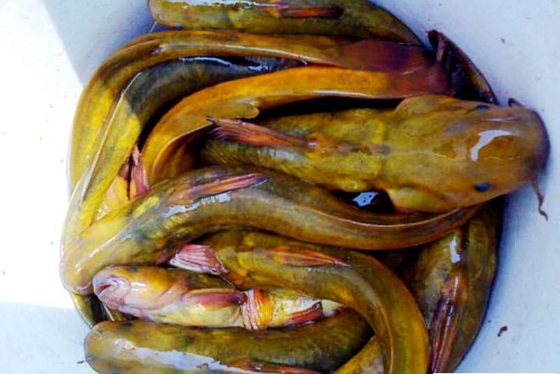 野钓意境图,意境泛舟钓鱼图