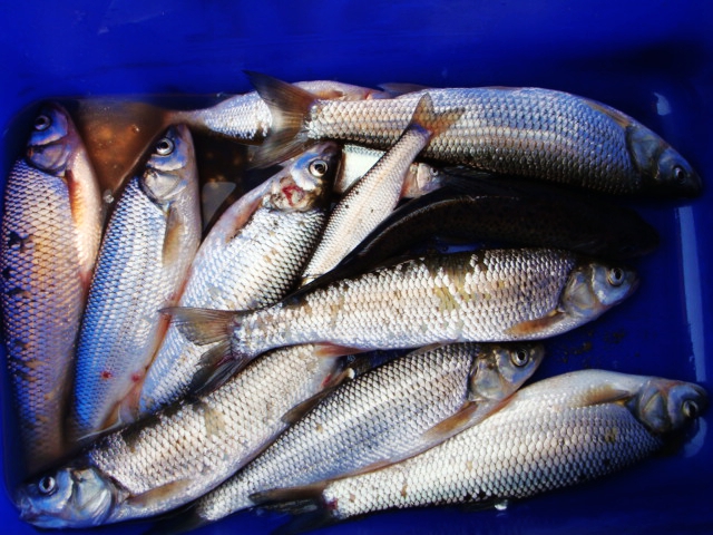 野钓意境图,意境泛舟钓鱼图