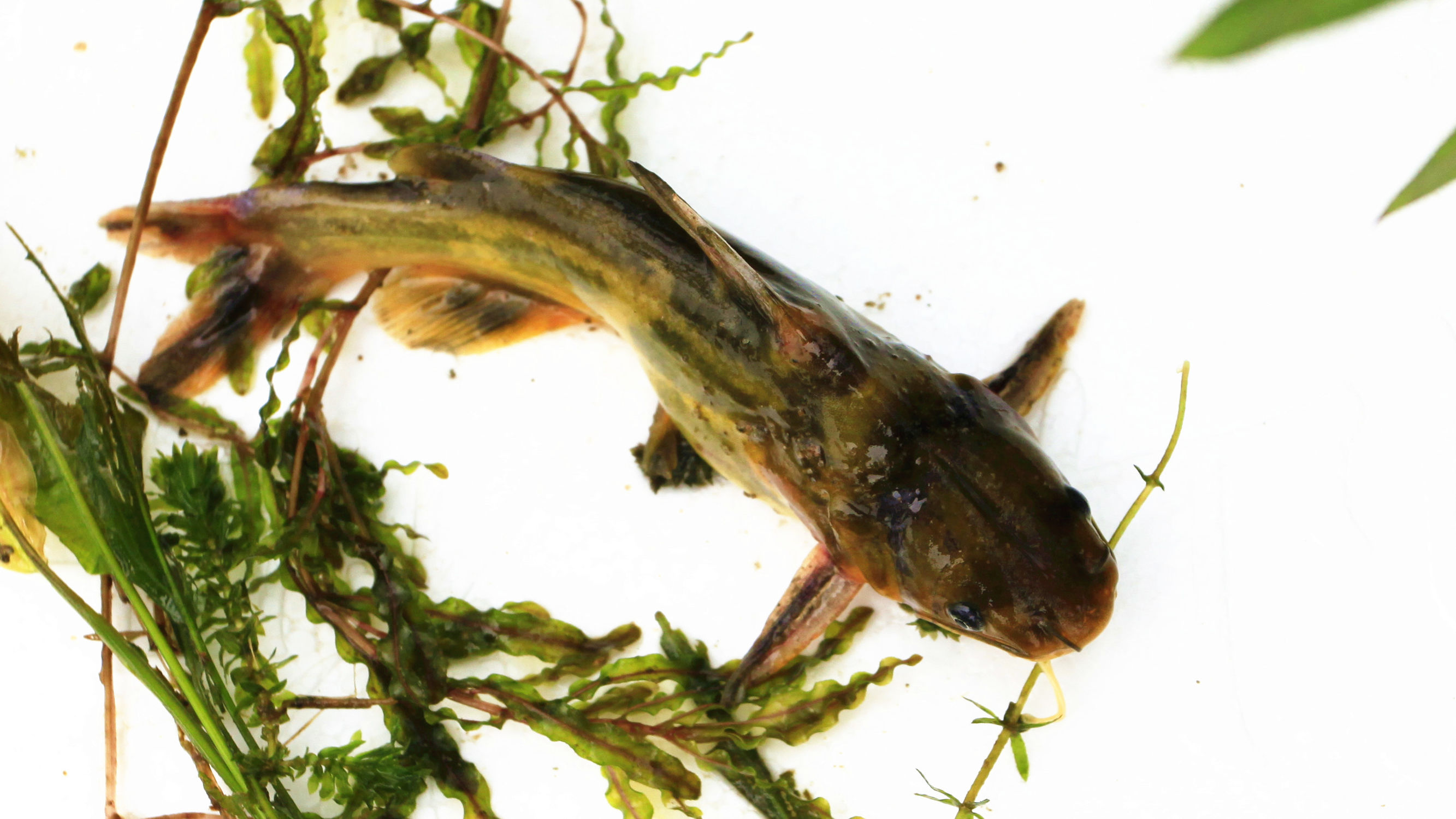 野钓意境图,意境泛舟钓鱼图