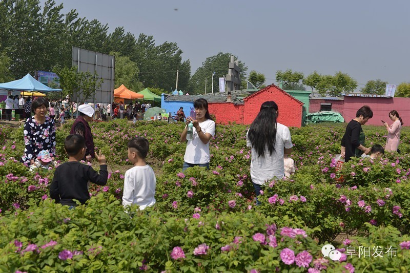 界首有个*瑰园玫**，美爆了！没去别后悔~