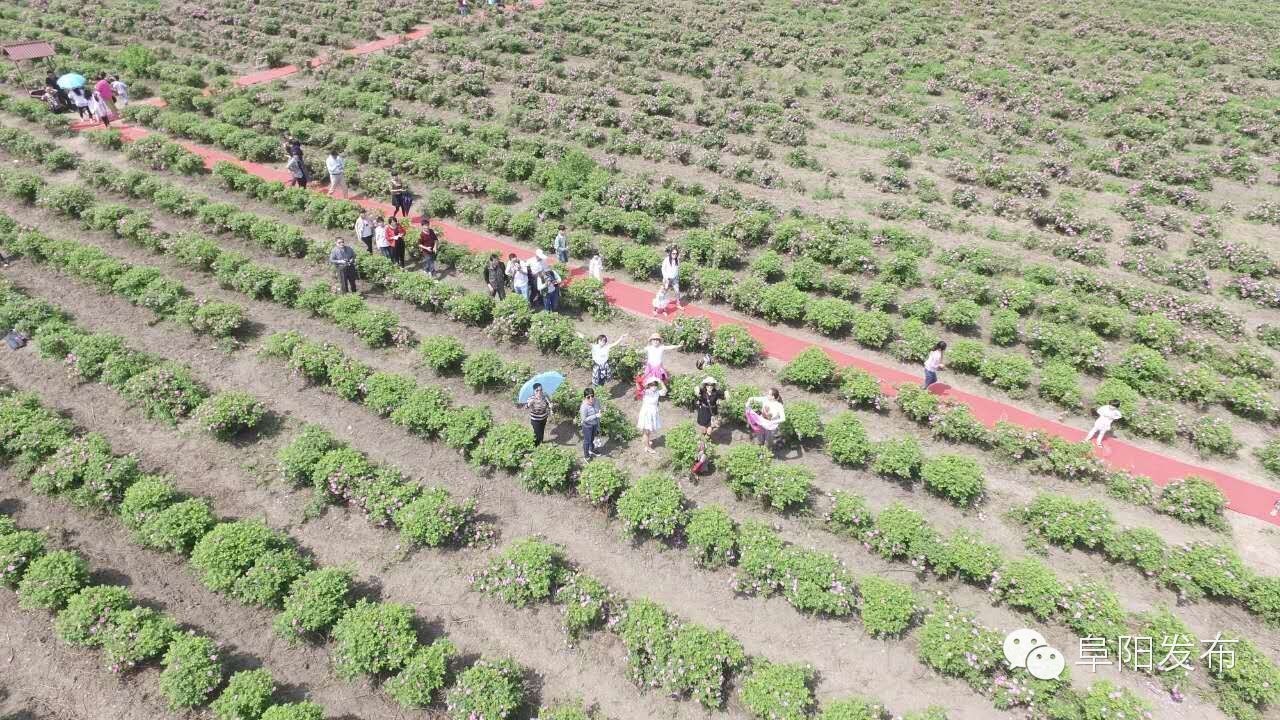 界首有个*瑰园玫**，美爆了！没去别后悔~