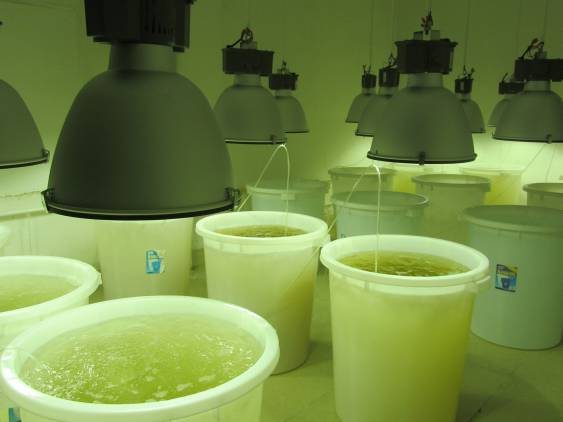 最好的虾苗品牌,新品虾苗