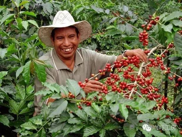 危地马拉咖啡豆产区,危地马拉和哥伦比亚咖啡豆对比