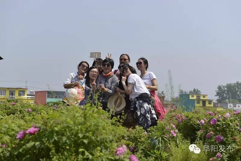 界首有个*瑰园玫**，美爆了！没去别后悔~