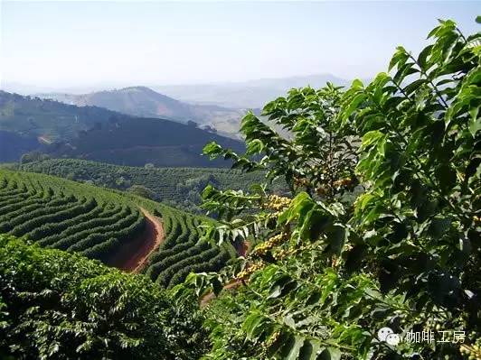 危地马拉咖啡豆产区,危地马拉和哥伦比亚咖啡豆对比