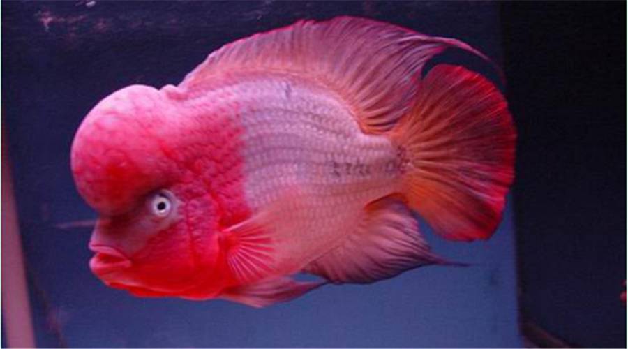 罗汉鱼种鱼挑选,罗汉鱼红马选购视频