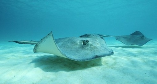 海钓最怕遇到的事,海钓毒物