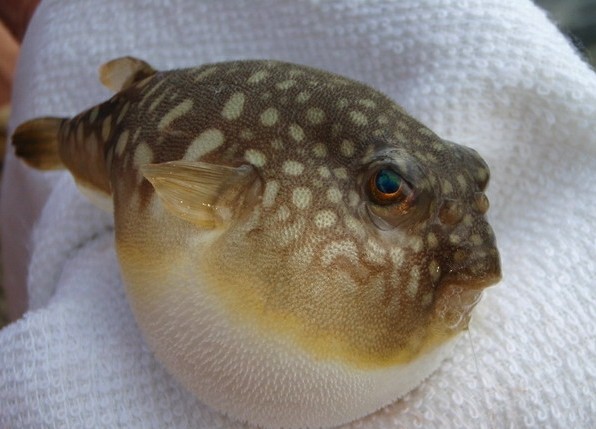 海钓最怕遇到的事,海钓毒物