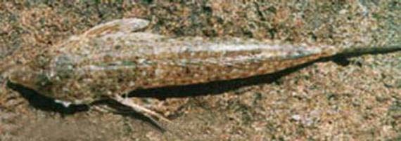 海钓最怕遇到的事,海钓毒物