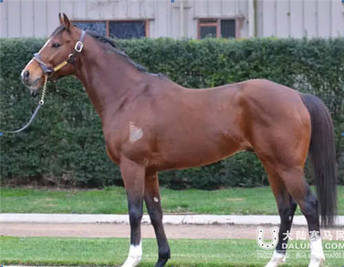 大陆赛马,大陆赛马网