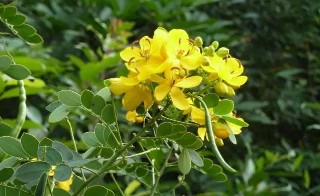 35岁以上的东莞人用过呢D枕头，宜家仲有人用吗？