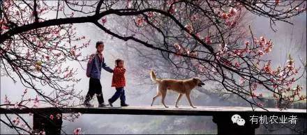 曾经|结伴跑在乡间小路上，跑过了整个童年~~