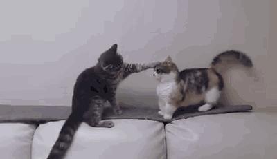 给猫买什么猫粮比较好,给猫最好买什么猫粮