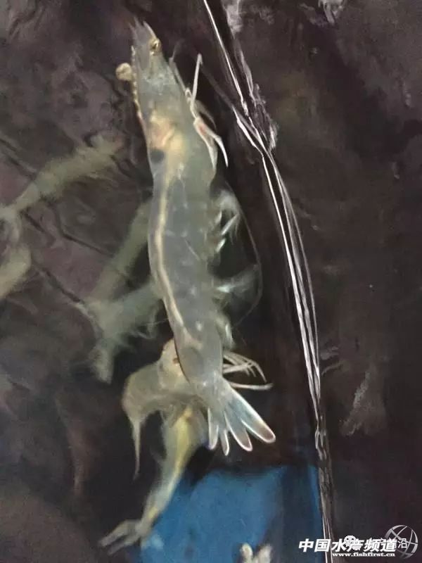观赏虾选育 (助力春虾育种)