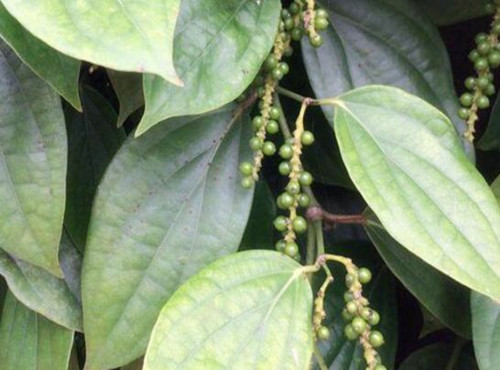 种植胡椒多少钱一斤,胡椒市场价格