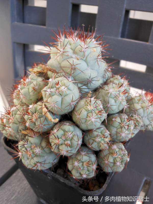 仙人球帝王丸育种,帝王丸仙人球造景