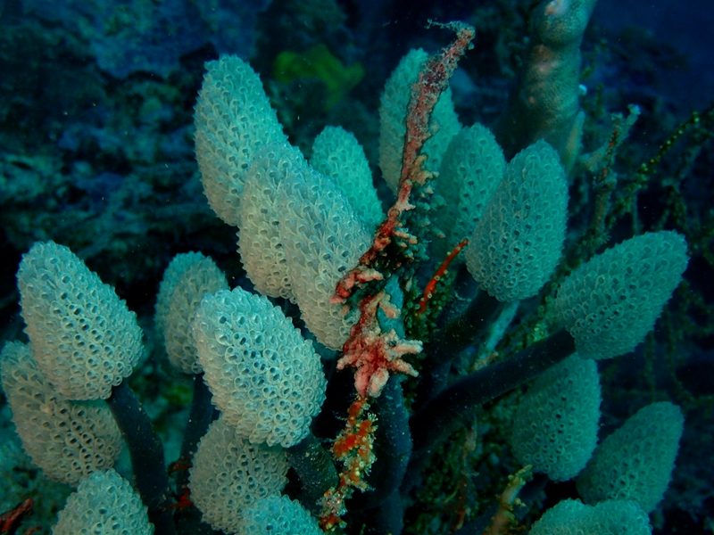 菲律宾科隆群岛游,菲律宾巴拉望科隆群岛自由行
