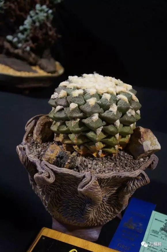 多肉万象最贵的品种,全世界最贵的多肉植物都有哪些