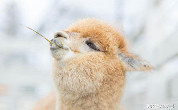 中国神兽羊驼,羊驼为什么能成为中国神兽