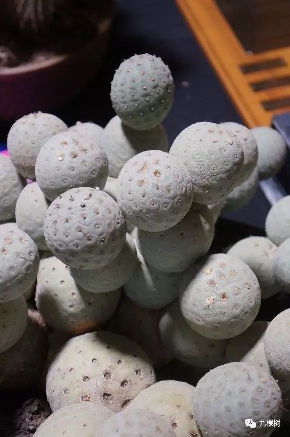 多肉万象最贵的品种,全世界最贵的多肉植物都有哪些