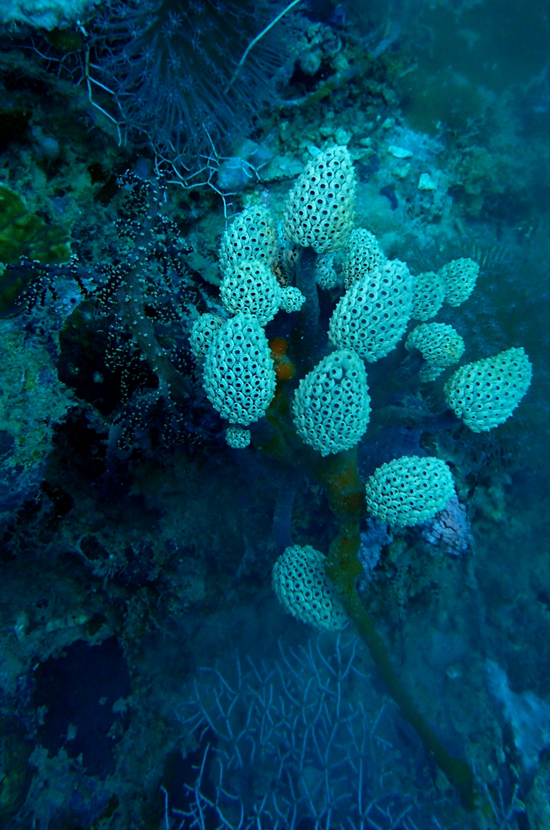 菲律宾科隆群岛游,菲律宾巴拉望科隆群岛自由行