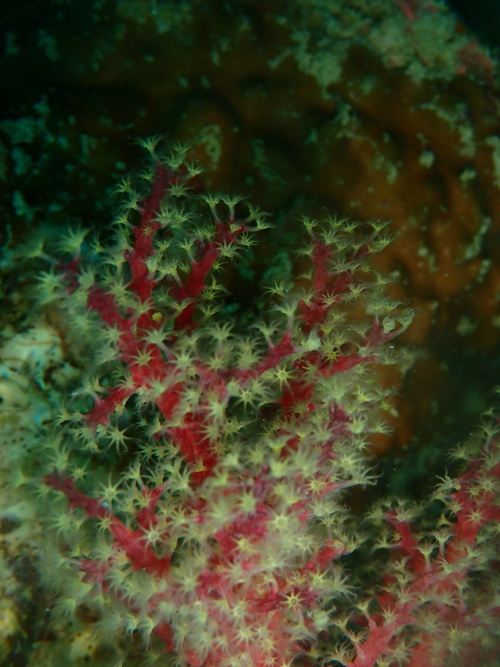菲律宾科隆群岛游,菲律宾巴拉望科隆群岛自由行