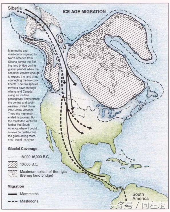 中国神兽羊驼,羊驼为什么能成为中国神兽