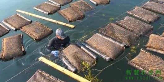 河蟹养殖日常管理水质调控,养殖河蟹前期管理