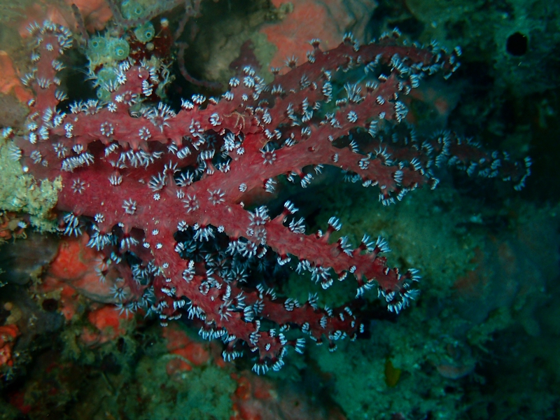 菲律宾科隆群岛游,菲律宾巴拉望科隆群岛自由行