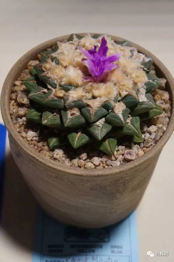 多肉万象最贵的品种,全世界最贵的多肉植物都有哪些