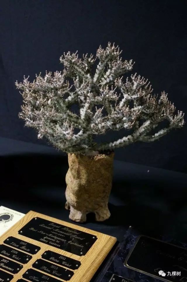 多肉万象最贵的品种,全世界最贵的多肉植物都有哪些