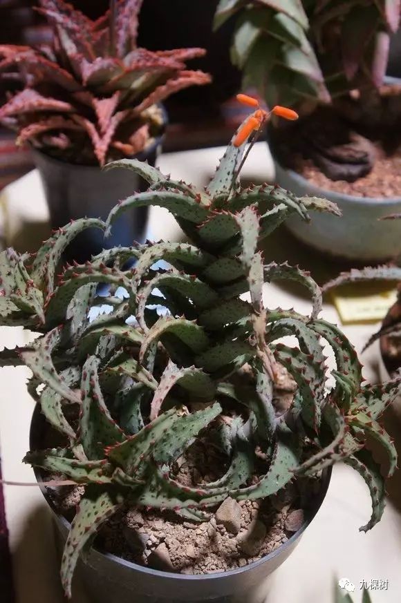 多肉万象最贵的品种,全世界最贵的多肉植物都有哪些