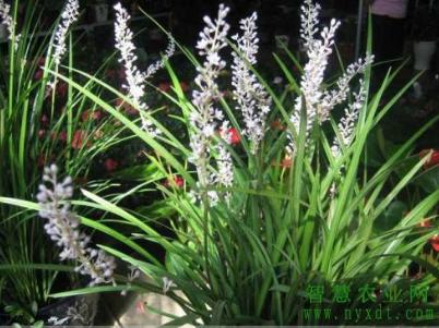 麦冬病虫害防治工作方案,麦冬虫害用什么药