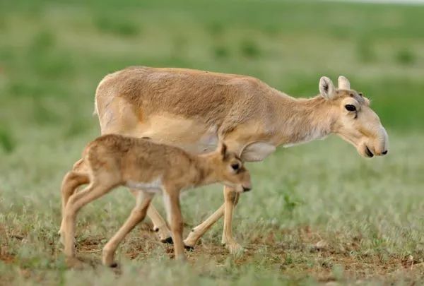 虽然千金难求，但羚羊角的药效可能还比不上布洛芬