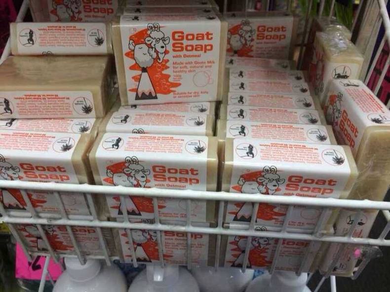 这只小山羊为什么敢跟狗较量,澳洲小山羊