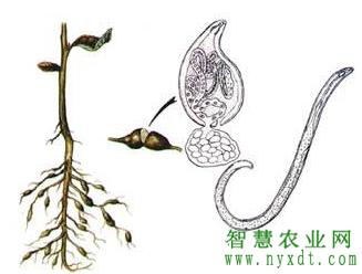 麦冬病虫害防治工作方案,麦冬虫害用什么药