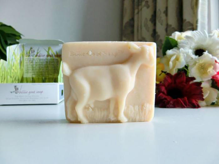 这只小山羊为什么敢跟狗较量,澳洲小山羊