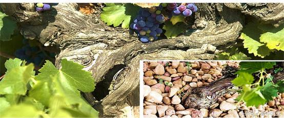 西班牙葡萄酒知名品牌有哪些,西班牙皇家穆苏红葡萄酒