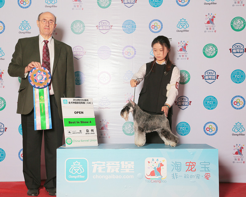 大玛仕“冠军计划”助力雪纳瑞如意斩获中国CKU赛事BIS荣誉