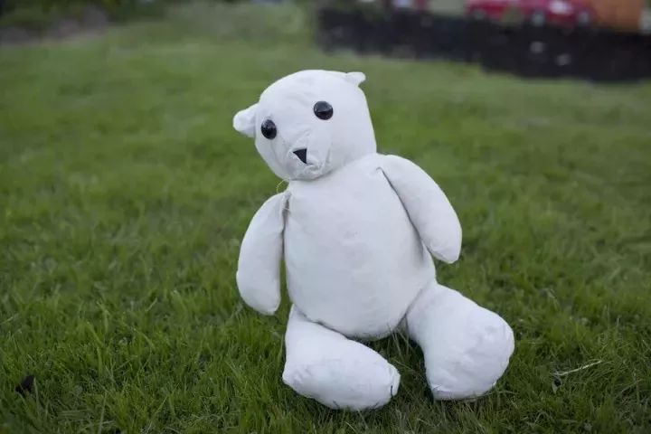 坎贝尔泰迪熊,坎贝尔金丝熊