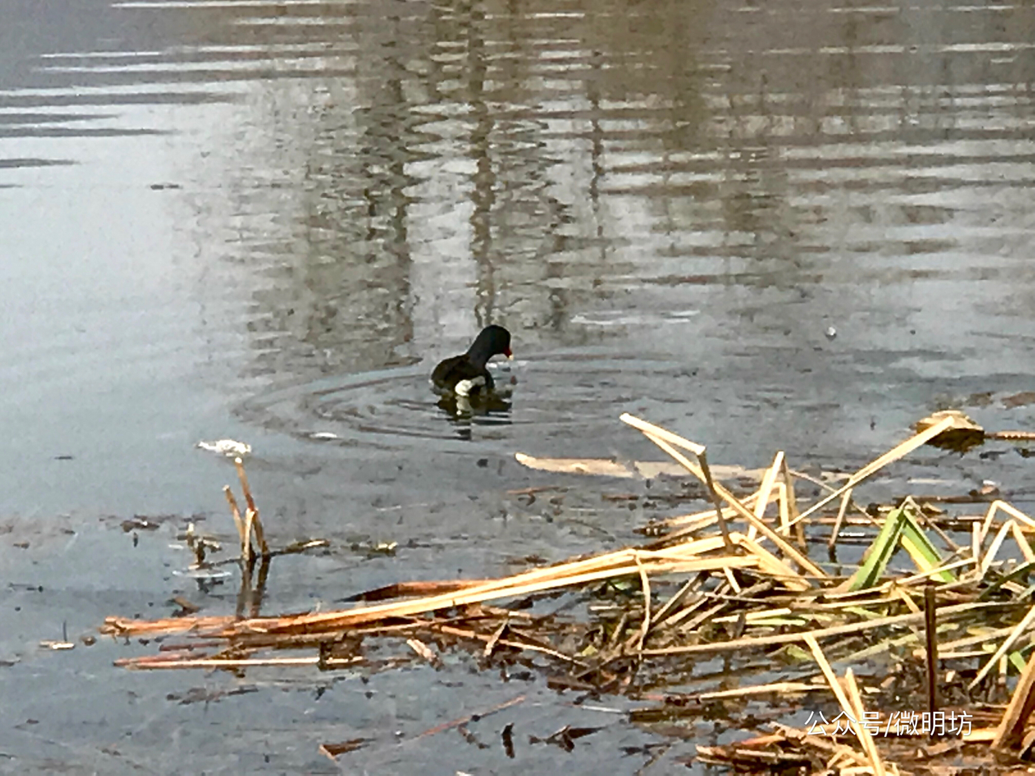 手拍世界作品集402期,手拍世界作品专集