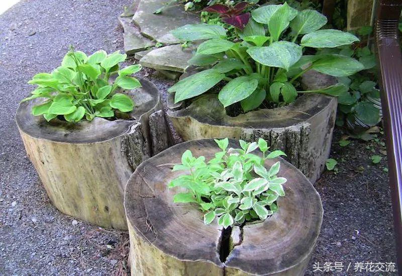 农村院子里的树桩怎么清理,院子里的老树桩