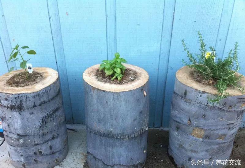 农村院子里的树桩怎么清理,院子里的老树桩