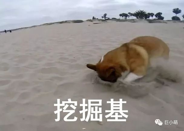 狗年大牌限定辣眼睛，思聪爸爸有钱都不想买