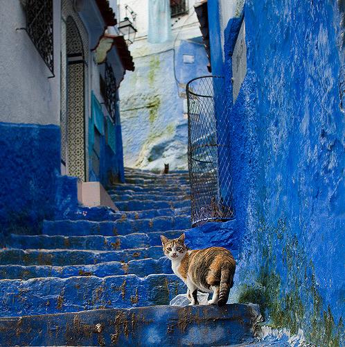 适合猫咪旅游的地方,盘点最美的猫咪风景