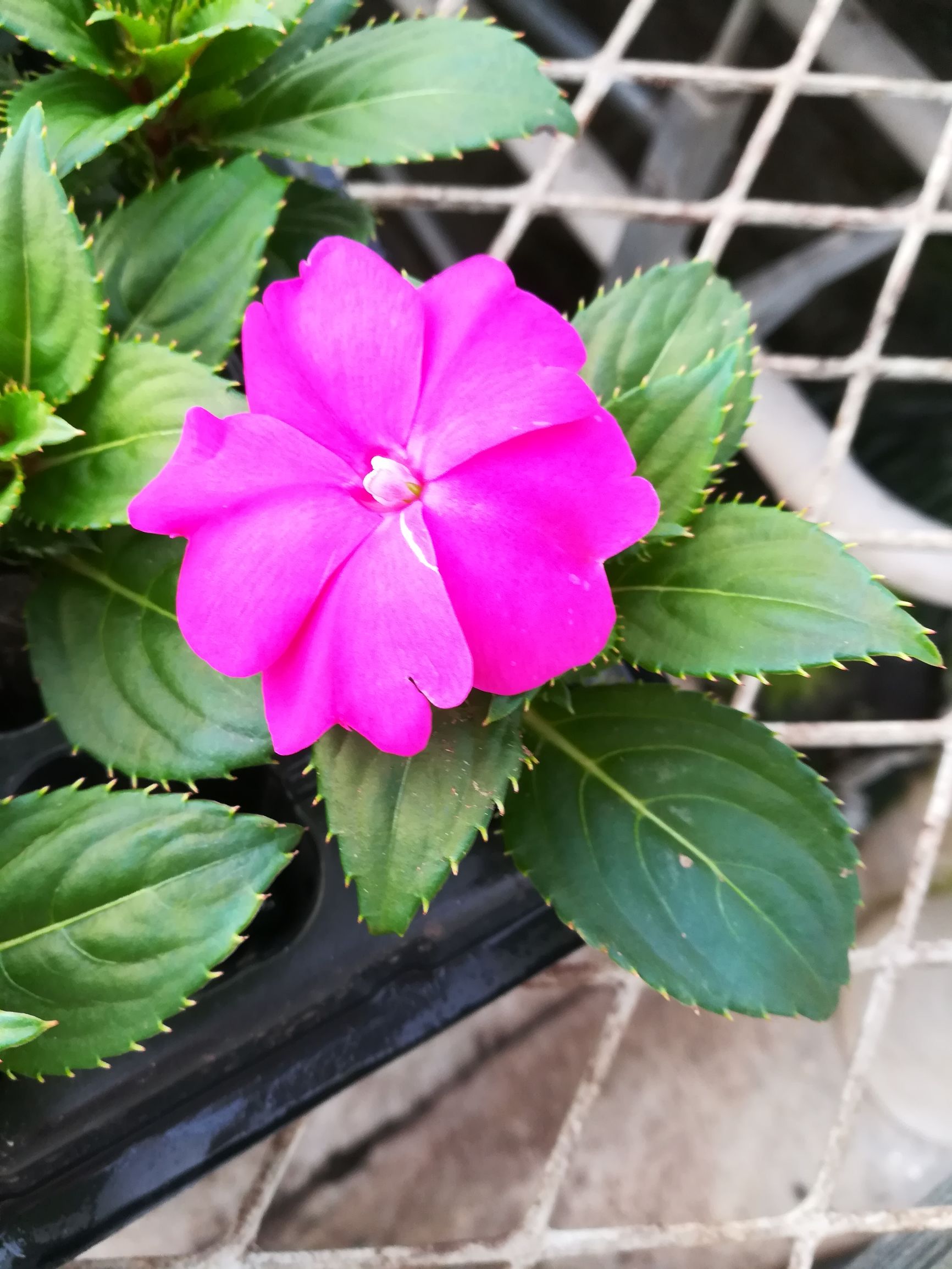 新几内亚凤仙,新几内亚凤仙怎么养