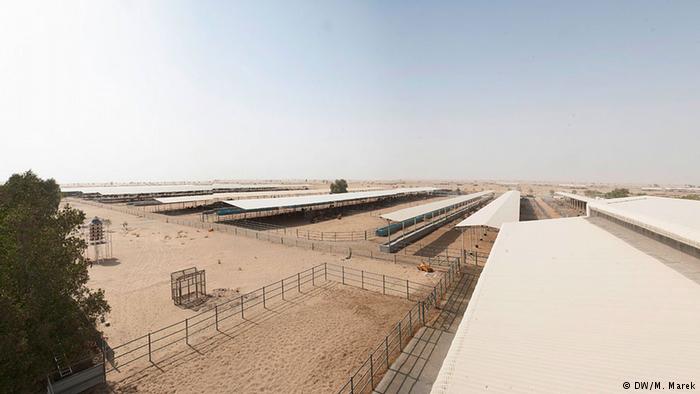 不一样的迪拜产品沙漠白金骆驼奶,迪拜被称为软黄金的骆驼奶